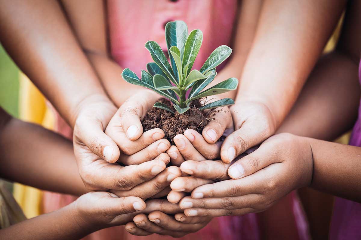 kids hands holding a green plant sprouted from dirt